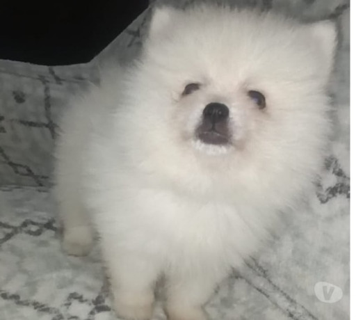 spitz-alemao-lulu-da-pomerania-sorocaba-sp-venda-premium-em-sao-paulo-negociavel-big-2