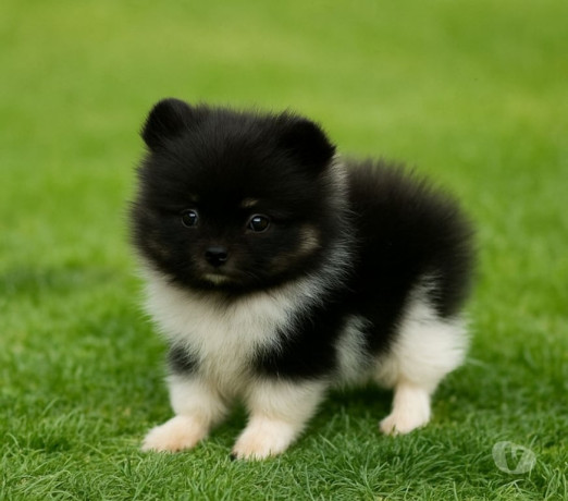 filhotes-de-lulu-da-pomerania-com-45-dias-porto-al-premium-em-rio-grande-big-1