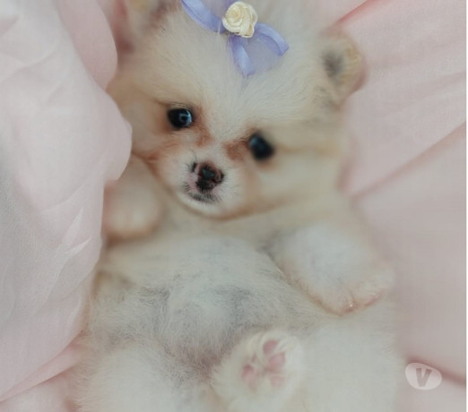 filhotes-de-lulu-da-pomerania-com-45-dias-porto-al-premium-em-rio-grande-big-0