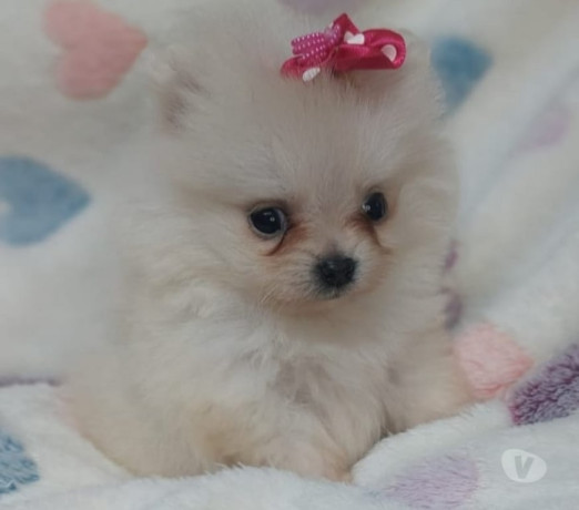 filhotes-de-lulu-da-pomerania-com-45-dias-porto-al-premium-em-rio-grande-big-2