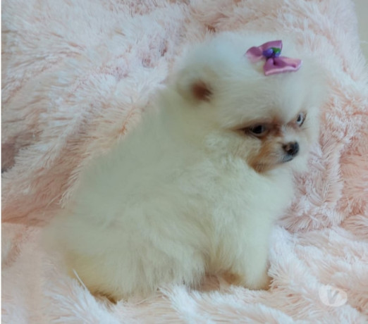 filhotes-de-lulu-da-pomerania-com-45-dias-porto-al-premium-em-rio-grande-big-3