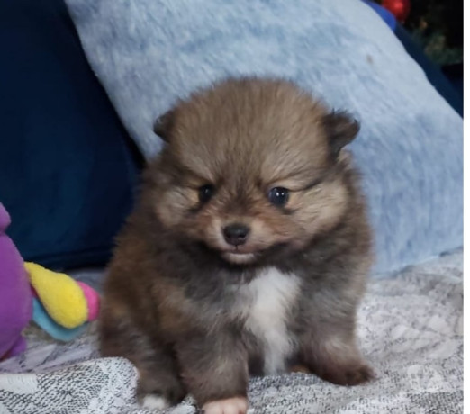 filhote-lindissimos-de-lulu-da-pomerania-porto-ale-em-rio-grande-atendimento-personalizado-e-especializado-big-3