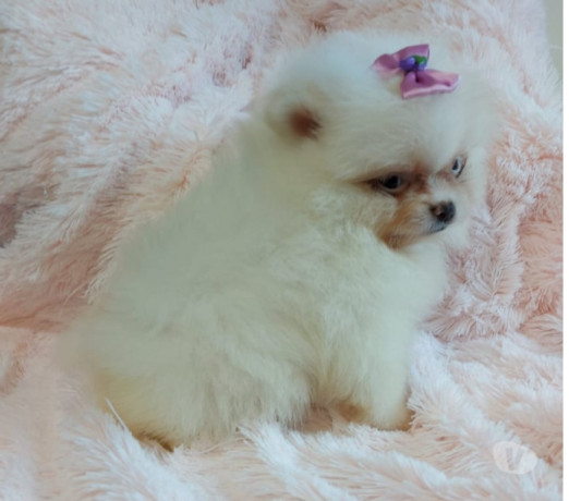 filhote-lindissimos-de-lulu-da-pomerania-porto-ale-em-rio-grande-atendimento-personalizado-e-especializado-big-0