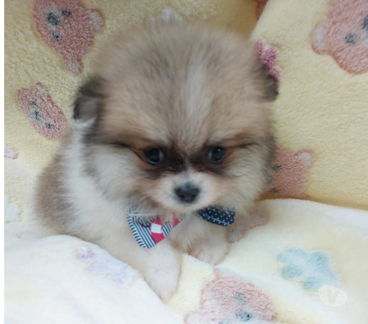 filhote-lindissimos-de-lulu-da-pomerania-porto-ale-em-rio-grande-atendimento-personalizado-e-especializado-big-2