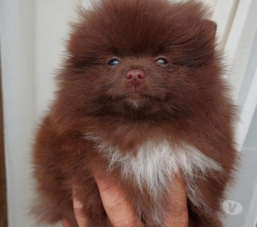 filhote-lindissimos-de-lulu-da-pomerania-porto-ale-em-rio-grande-atendimento-personalizado-e-especializado-big-1