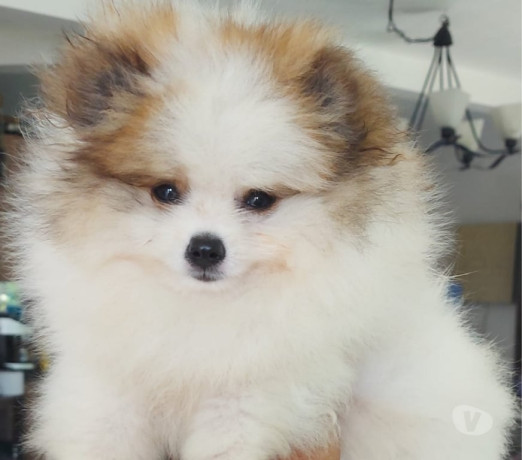 filhote-lindissimos-de-lulu-da-pomerania-porto-ale-em-rio-grande-atendimento-personalizado-e-especializado-big-4