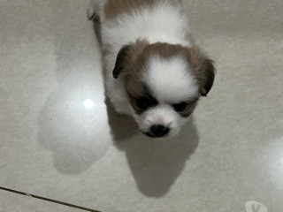 venda-de-cachorro-franco-da-rocha-sp-oferta-de-fi-melhor-oferta-sao-paulo-entrega-imediata