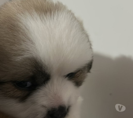 venda-de-cachorro-franco-da-rocha-sp-oferta-de-fi-melhor-oferta-sao-paulo-entrega-imediata-big-1