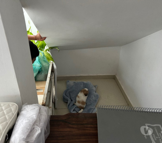 venda-de-cachorro-franco-da-rocha-sp-oferta-de-fi-melhor-oferta-sao-paulo-entrega-imediata-big-2