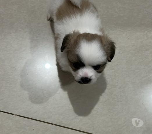 venda-de-cachorro-franco-da-rocha-sp-oferta-de-fi-melhor-oferta-sao-paulo-entrega-imediata-big-0