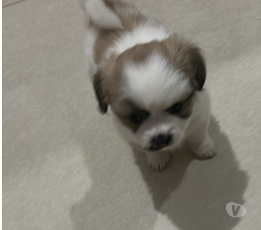 venda-de-cachorro-franco-da-rocha-sp-oferta-de-fi-melhor-oferta-sao-paulo-entrega-imediata-big-3