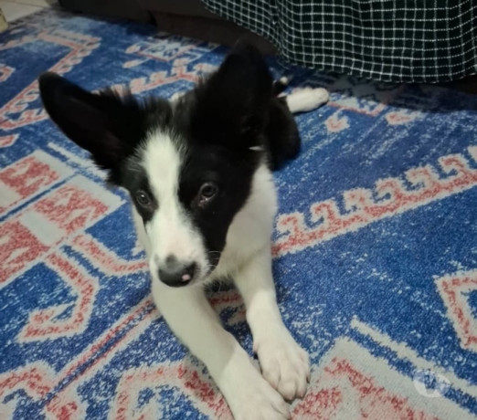 filhote-de-bonder-collie-campo-limpo-venda-de-fi-de-alto-padrao-em-sao-paulo-entrega-imediata-big-0