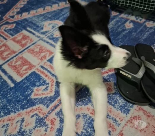 filhote-de-bonder-collie-campo-limpo-venda-de-fi-de-alto-padrao-em-sao-paulo-entrega-imediata-big-1