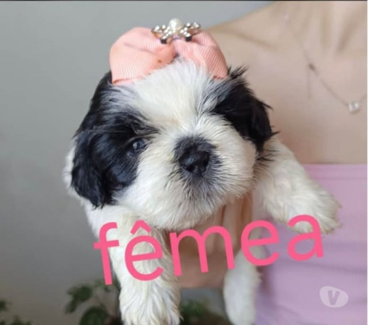 shitzu-macho-e-femea-campo-grande-rio-de-janeiro-em-rio-de-qualidade-garantida-com-otimo-custo-beneficio-negociavel-big-1