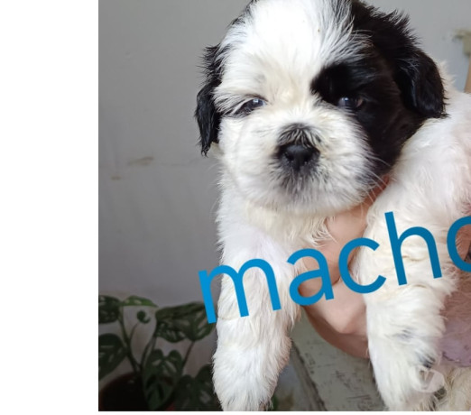 shitzu-macho-e-femea-campo-grande-rio-de-janeiro-em-rio-de-qualidade-garantida-com-otimo-custo-beneficio-negociavel-big-0