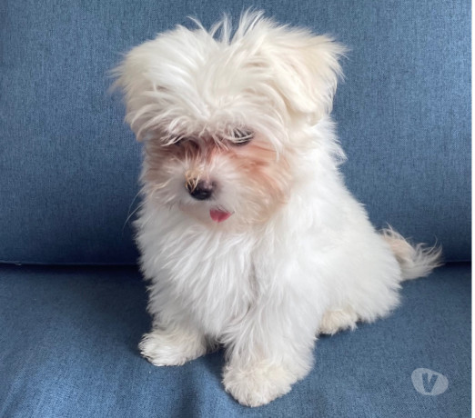 filhote-de-maltes-femea-gavea-venda-de-filhotes-premium-em-rio-de-big-1