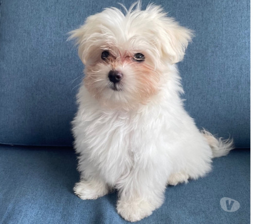 filhote-de-maltes-femea-gavea-venda-de-filhotes-premium-em-rio-de-big-2