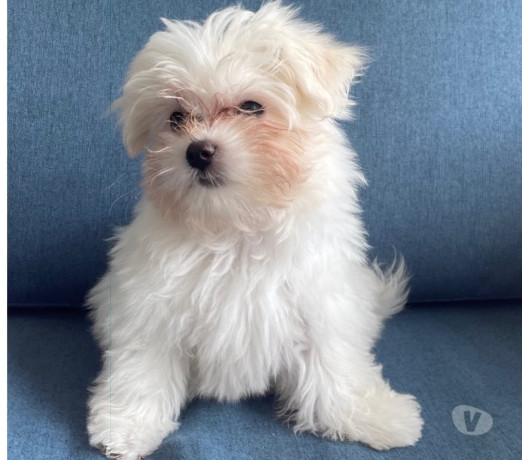 filhote-de-maltes-femea-gavea-venda-de-filhotes-premium-em-rio-de-big-0