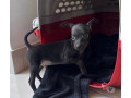 pinscher-mini-macho-disponivel-pampulha-oportunidade-premium-em-minas-geraisbelo-em-minas-geraisbelo-oportunidade-unica-small-2