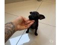 pinscher-mini-macho-disponivel-pampulha-oportunidade-premium-em-minas-geraisbelo-em-minas-geraisbelo-oportunidade-unica-small-0