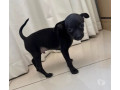 pinscher-mini-macho-disponivel-pampulha-oportunidade-premium-em-minas-geraisbelo-em-minas-geraisbelo-oportunidade-unica-small-1