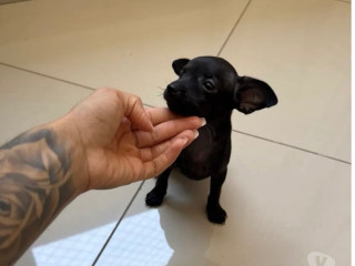 pinscher-mini-macho-disponivel-pampulha-oportunidade-premium-em-minas-geraisbelo-em-minas-geraisbelo-oportunidade-unica