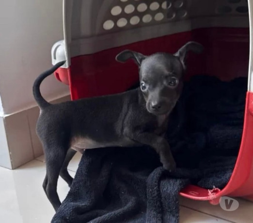 pinscher-mini-macho-disponivel-pampulha-oportunidade-premium-em-minas-geraisbelo-em-minas-geraisbelo-oportunidade-unica-big-2