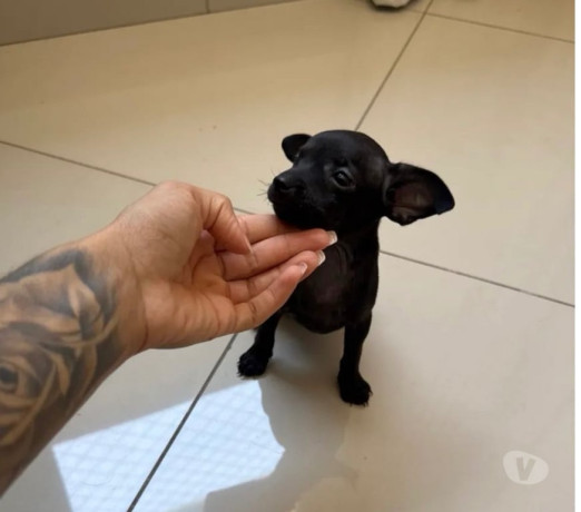 pinscher-mini-macho-disponivel-pampulha-oportunidade-premium-em-minas-geraisbelo-em-minas-geraisbelo-oportunidade-unica-big-0