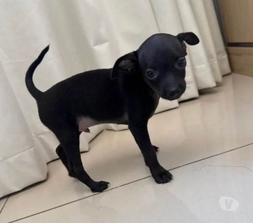 pinscher-mini-macho-disponivel-pampulha-oportunidade-premium-em-minas-geraisbelo-em-minas-geraisbelo-oportunidade-unica-big-1