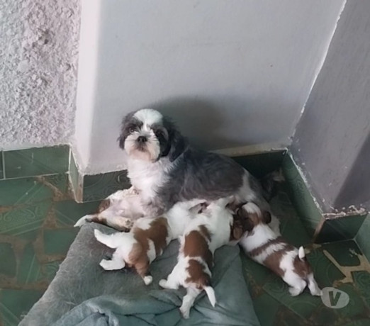 excelente-sao-paulo-localizacao-privilegiada-big-0