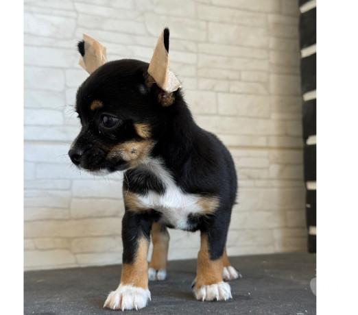 venda-de-chihuahua-macho-caxias-rj-venda-de-filh-de-qualidade-em-rio-de-big-2