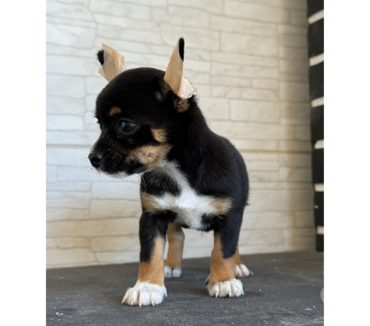 venda-de-chihuahua-macho-caxias-rj-venda-de-filh-de-qualidade-em-rio-de-big-3