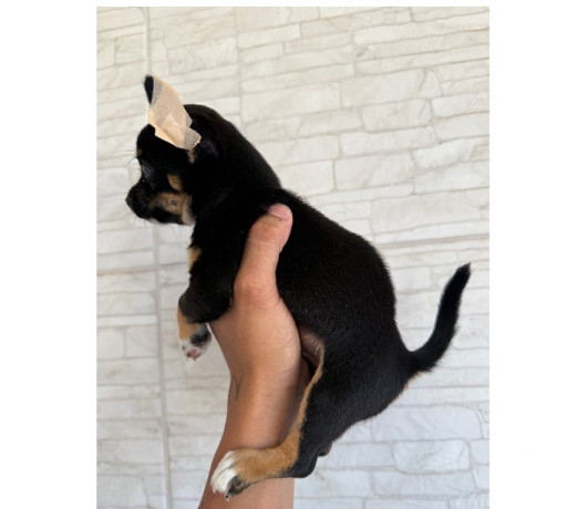 venda-de-chihuahua-macho-caxias-rj-venda-de-filh-de-qualidade-em-rio-de-big-1