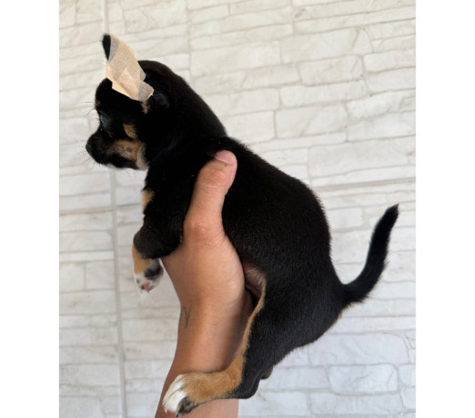 venda-de-chihuahua-macho-caxias-rj-venda-de-filh-de-qualidade-em-rio-de-big-0