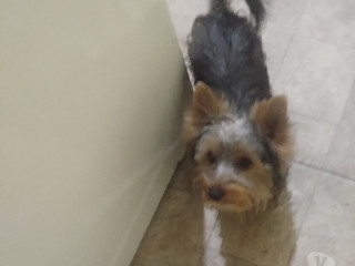 cachorrinhos-lindos-sao-mateus-venda-de-filhotes-em-sao-paulo-atendimento-personalizado-e-especializado-r-95000-r-95000-condicao-especial