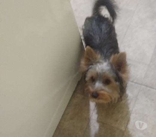 cachorrinhos-lindos-sao-mateus-venda-de-filhotes-em-sao-paulo-atendimento-personalizado-e-especializado-r-95000-r-95000-condicao-especial-big-0