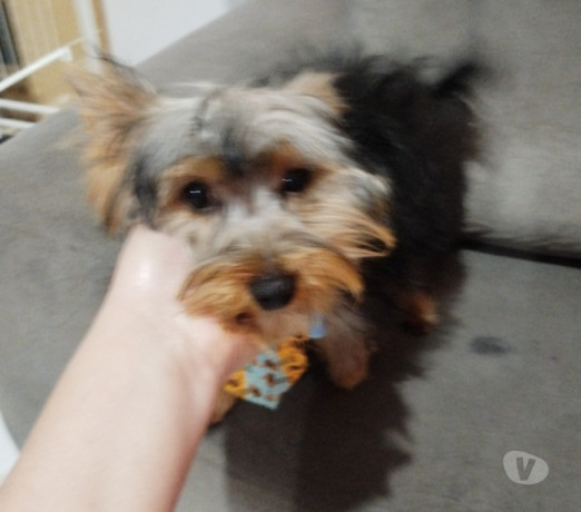 cachorrinhos-lindos-sao-mateus-venda-de-filhotes-em-sao-paulo-atendimento-personalizado-e-especializado-r-95000-r-95000-condicao-especial-big-1