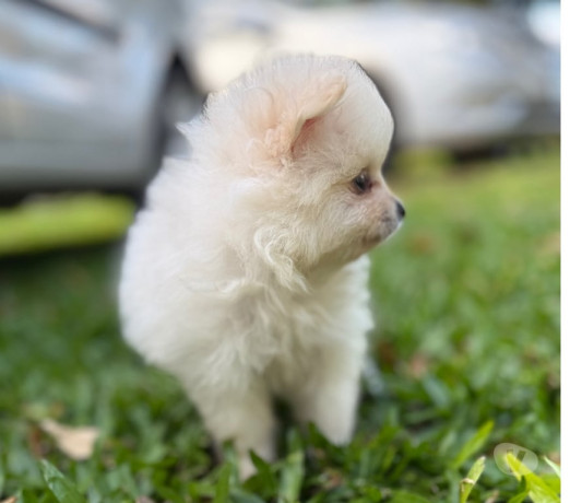 disponivel-rio-grande-conservado-big-2