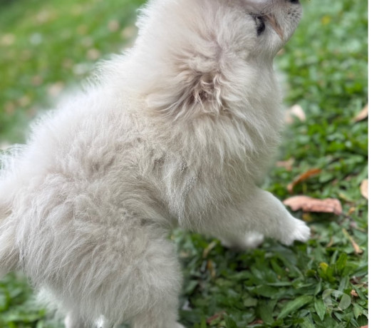 lulu-macho-vacinado-taquara-rs-venda-de-filhotes-melhor-oferta-rio-grande-big-1