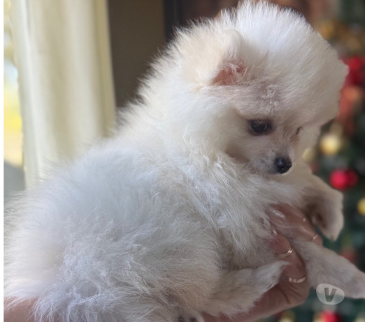 lulu-macho-vacinado-taquara-rs-venda-de-filhotes-melhor-oferta-rio-grande-big-0