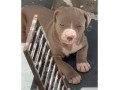 vendo-pitbull-filhotes-jacana-venda-de-filhotes-melhor-oferta-sao-paulo-small-3