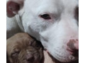 vendo-pitbull-filhotes-jacana-venda-de-filhotes-melhor-oferta-sao-paulo-small-0