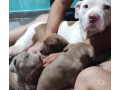 vendo-pitbull-filhotes-jacana-venda-de-filhotes-melhor-oferta-sao-paulo-small-1
