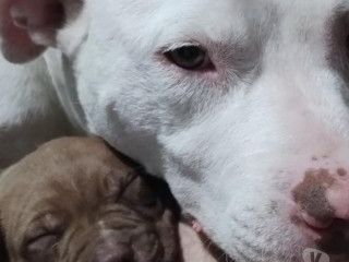 vendo-pitbull-filhotes-jacana-venda-de-filhotes-melhor-oferta-sao-paulo