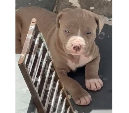vendo-pitbull-filhotes-jacana-venda-de-filhotes-melhor-oferta-sao-paulo-big-3