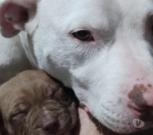 vendo-pitbull-filhotes-jacana-venda-de-filhotes-melhor-oferta-sao-paulo-big-0