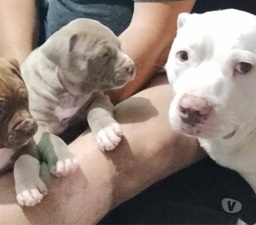 vendo-pitbull-filhotes-jacana-venda-de-filhotes-melhor-oferta-sao-paulo-big-4