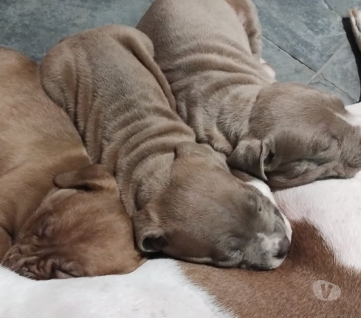 vendo-pitbull-filhotes-jacana-venda-de-filhotes-melhor-oferta-sao-paulo-big-2