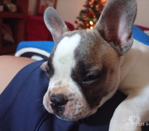 buldogue-frances-macho-gravatai-rs-venda-de-filh-em-rio-grande-entrega-rapida-e-garantia-de-satisfacao-entrega-imediata-big-1