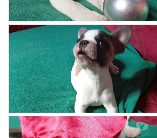 buldogue-frances-macho-gravatai-rs-venda-de-filh-em-rio-grande-entrega-rapida-e-garantia-de-satisfacao-entrega-imediata-big-0